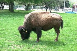 grazing buffalo